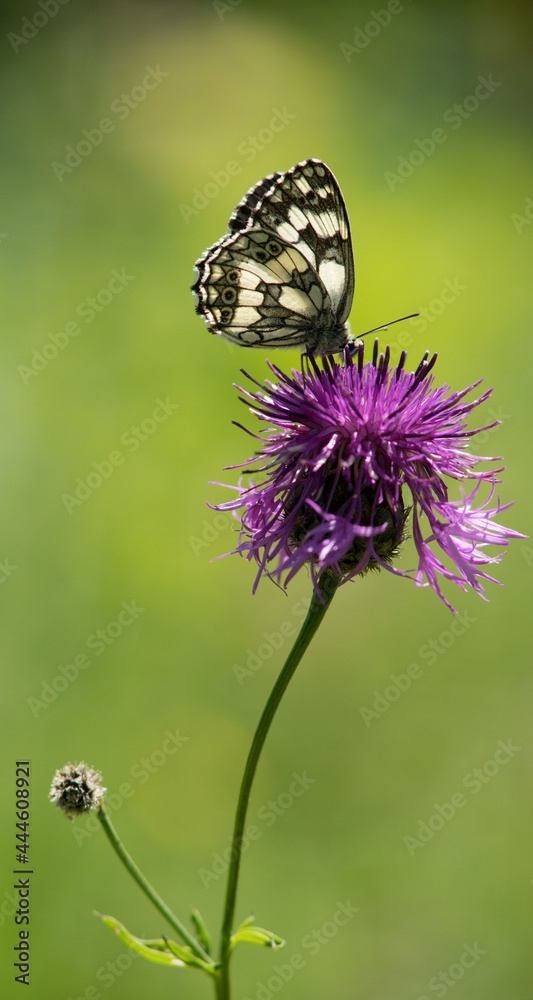 Butterfly sitting on a flower on a summer meadow.