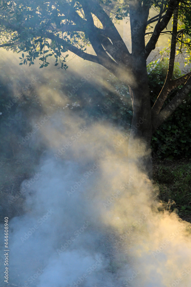 Fototapeta premium Smoke produced by the burning of pruning remains