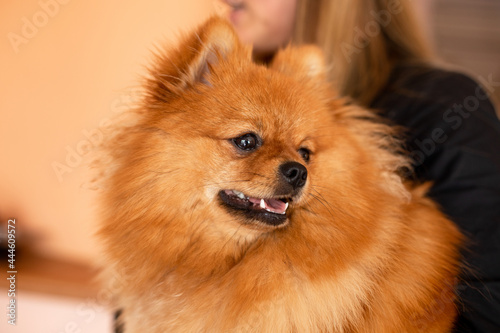 Beautiful fluffy pomeranian close-up. Pets. Care and maintenance of dogs and puppies. Friendship and mutual understanding.