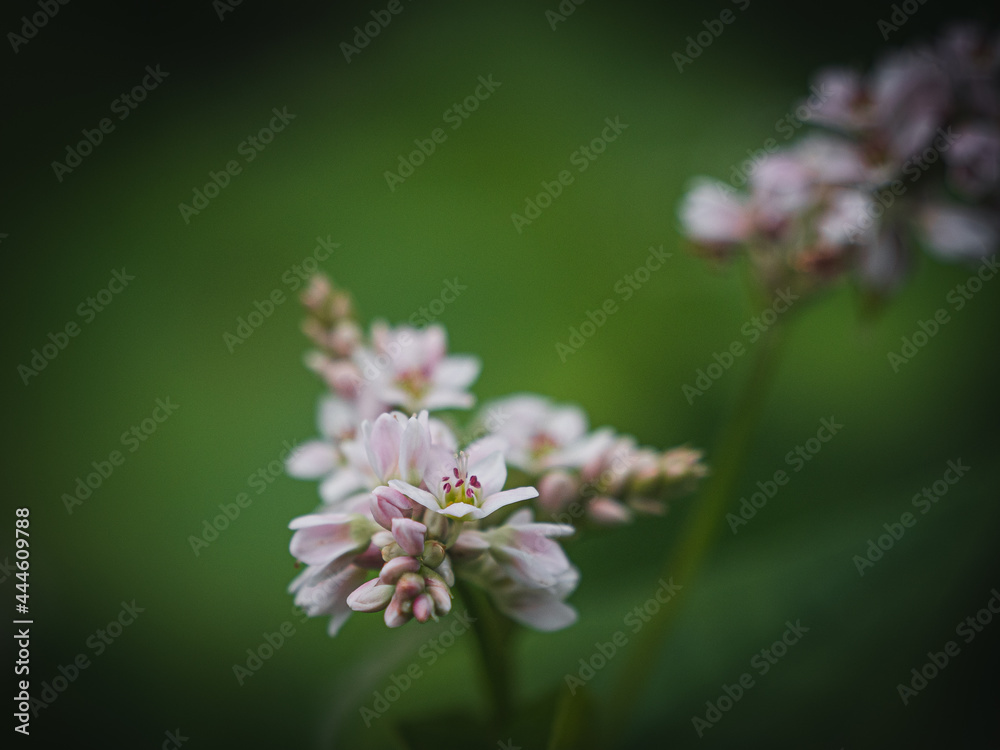 Blooming Buckwheat (Fagopyrum esculentum), or common buckwheat Blooming Buckwheat (Fagopyrum esculentum), or common buckwheat