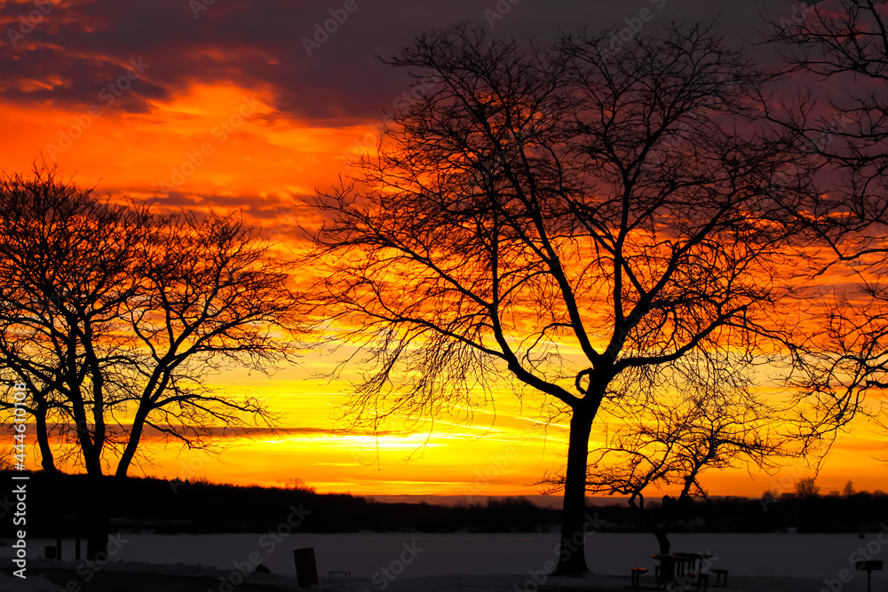 Silhouette of trees with sunset sky