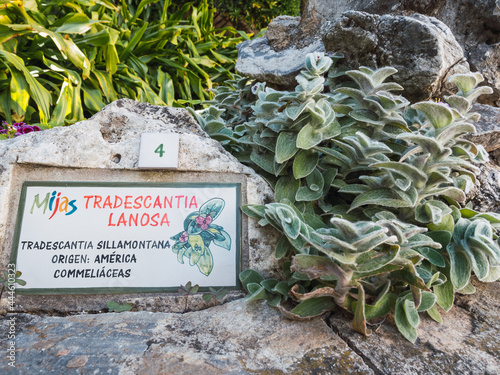 Ceramic plate in Mijas, Málaga (Spain) of the Tradescantia Lanosa plant of Latin origin photo