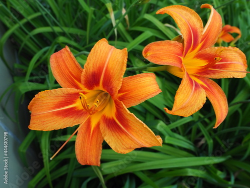 Hemerocallis lilenik is a genus of plants of the Lilaynikov family Asphodelaceae. Beautiful, ish orange lily flowers with six petals. Long thin green leaves. Flowering and crop production as a hobby photo