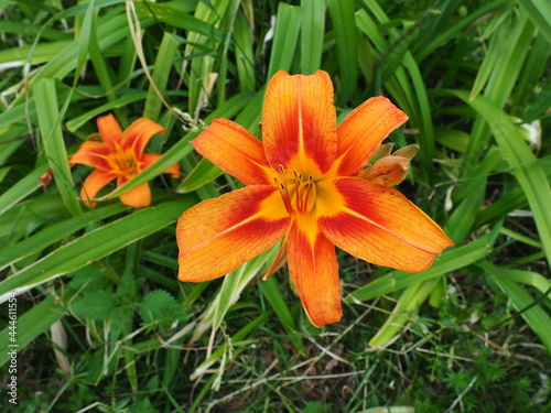 Hemerocallis lilenik is a genus of plants of the Lilaynikov family Asphodelaceae. Beautiful orange lily flowers with six petals. Long thin green leaves. Flowering and crop production as a hobby photo