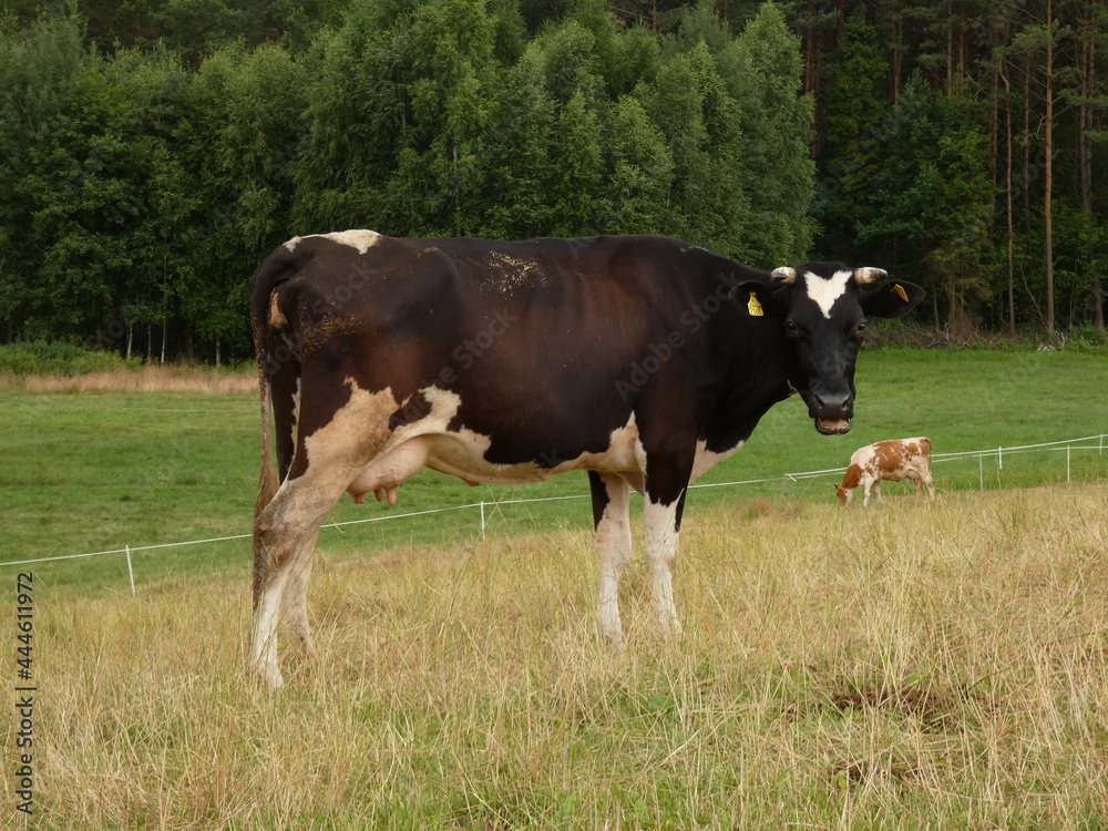 Black and white dairy cow with open mouth, Pomorskie province, Poland