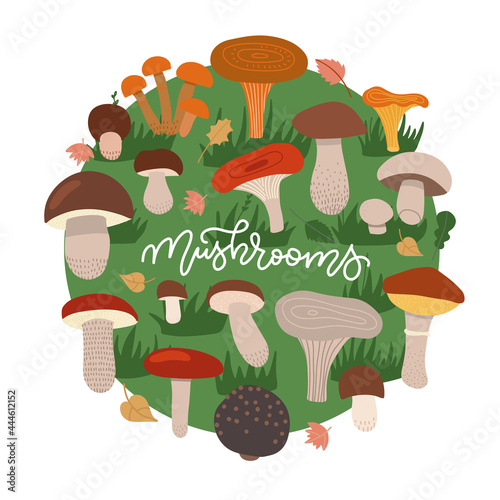 Mushrooms edible vegeterian mushrooming poster circle composition. Cartoon champignon, boletus, forest chanterelle patterned round concept on green grass circle. Vector flat hand drawn illustration.