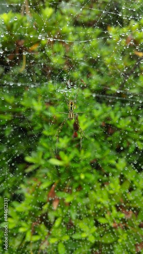 全体的に水滴がついた巣の中央に陣取っているジョロウグモ