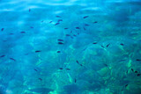 shallow blue sea with lots of small fish