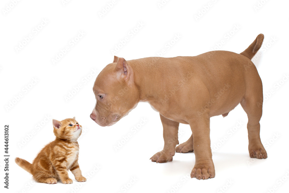 American bully puppy and a British kitten