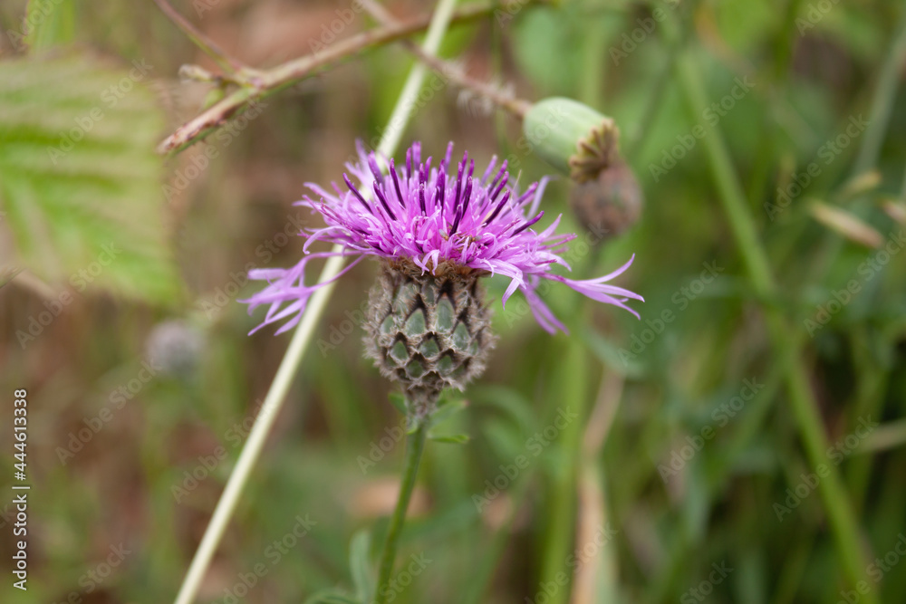 Closeup shot of a purple spotted knapweed on a blurred background - obrazy, fototapety, plakaty 