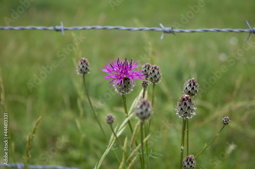 Closeup shot of a purple spotted knapweed on a blurred background photo