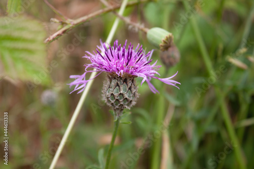Closeup shot of a purple spotted knapweed on a blurred background photo