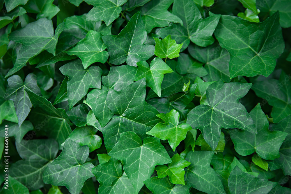 Many leafs of ivy cover a wall Many leafs of ivy cover a wall