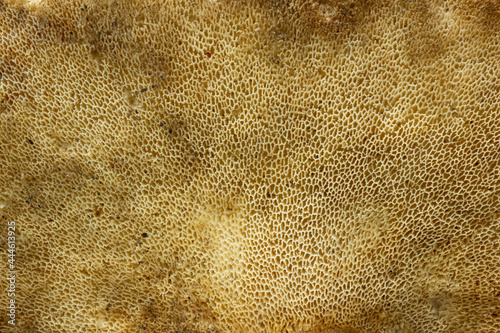 Texture of old wooden mushroom. Tree parasite. Like sponge.
