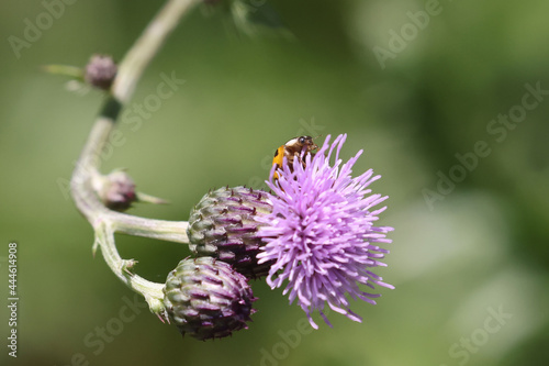 Honeybee on prickle collecting pollen