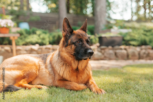 Portrait of a German shepherd dog in a garden. Purebred dog lying on the grass in the yard in summer.