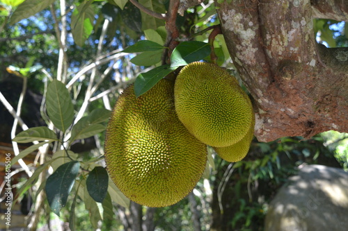 Jackfruit