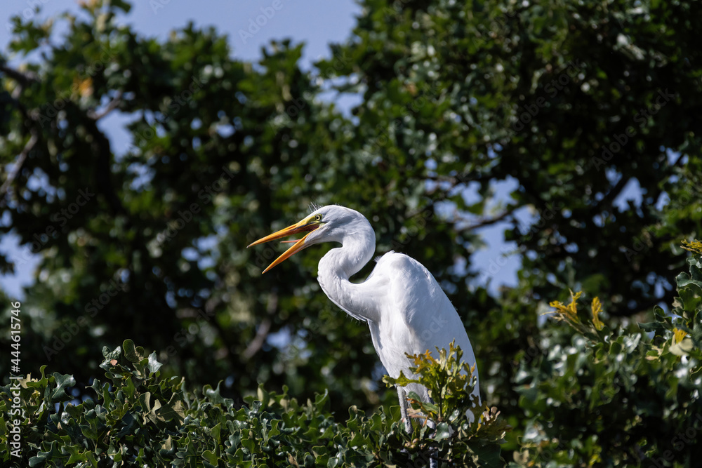 White Egret calling out from its perch in the top of a tree White Egret calling out from its perch in the top of a tree