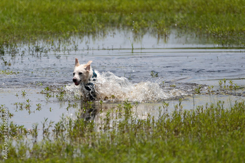 White dog splashing and running in a large puddle of water