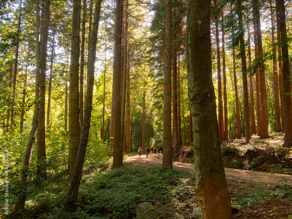 Colores de otoño en el bosque del Montseny en Cataluña, en octubre de 2019 Colores de otoño en el bosque del Montseny en Cataluña, en octubre de 2019