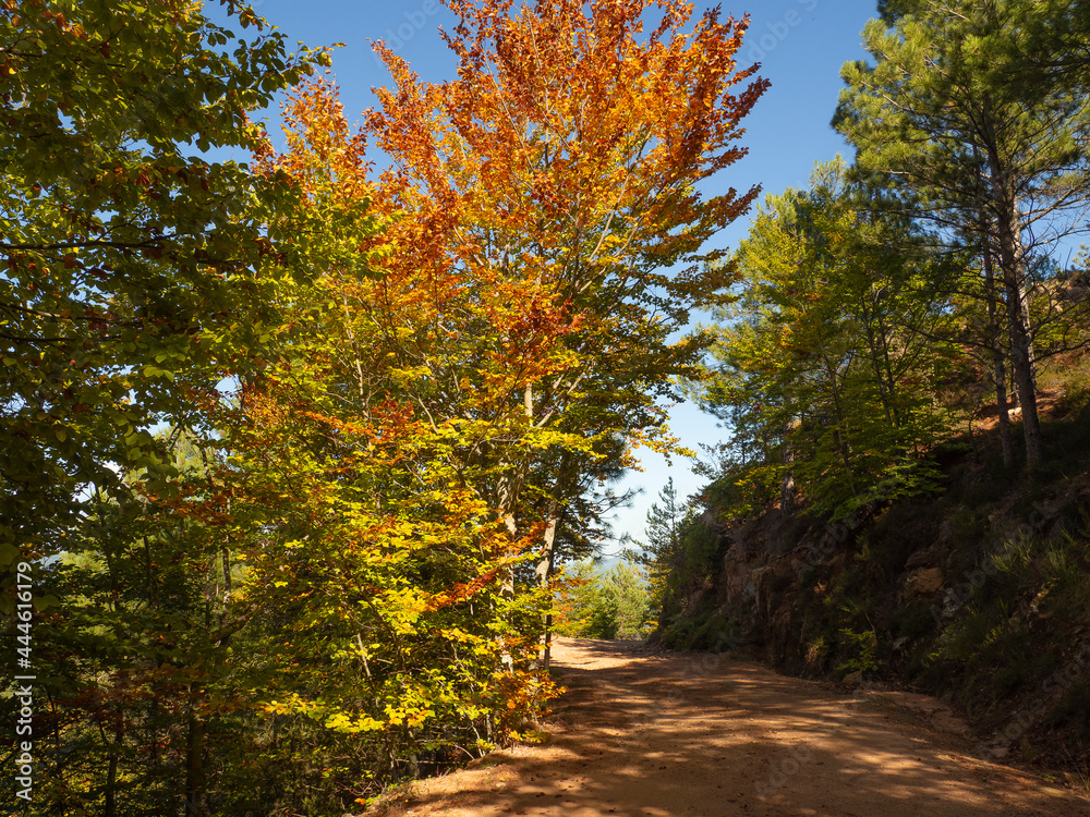 Hojas marrones en los árboles del camino, con colores de otoño en el bosque del Montseny, Cataluña  2019