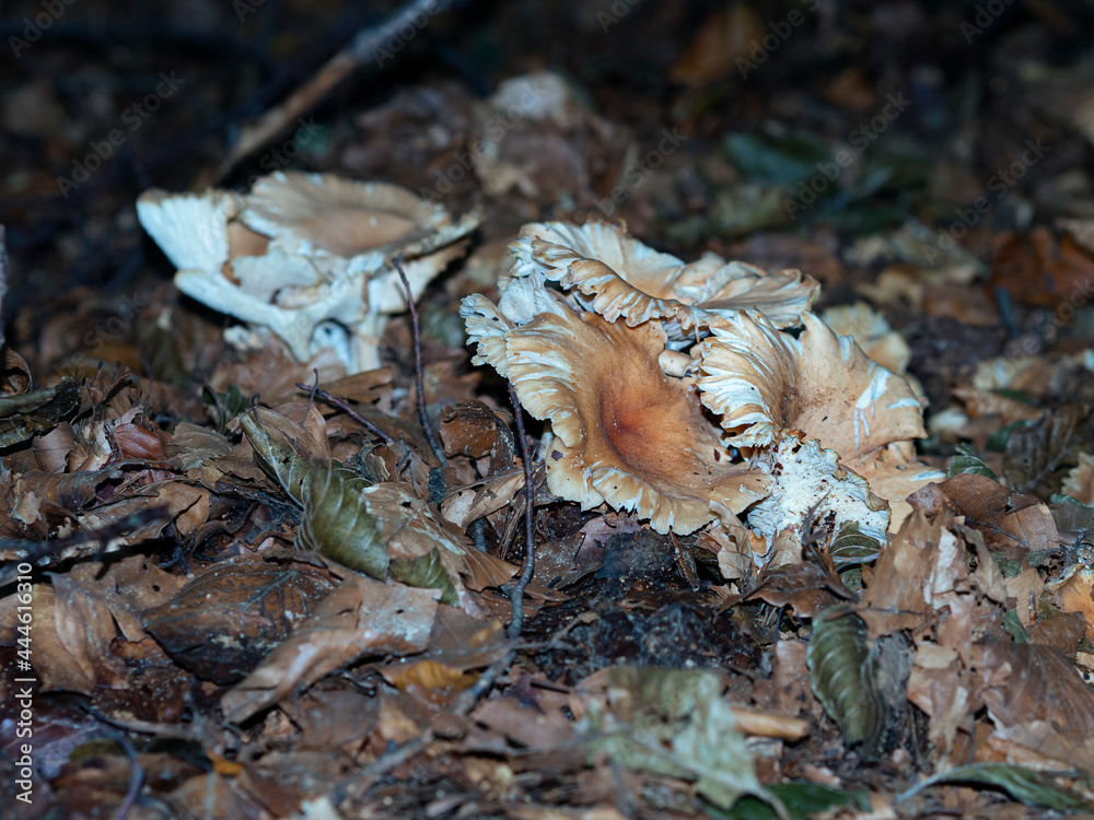 Naklejka premium Grupo de setas sobre las hojas de otoño en el Montseny, Cataluña en Octubre de 2019