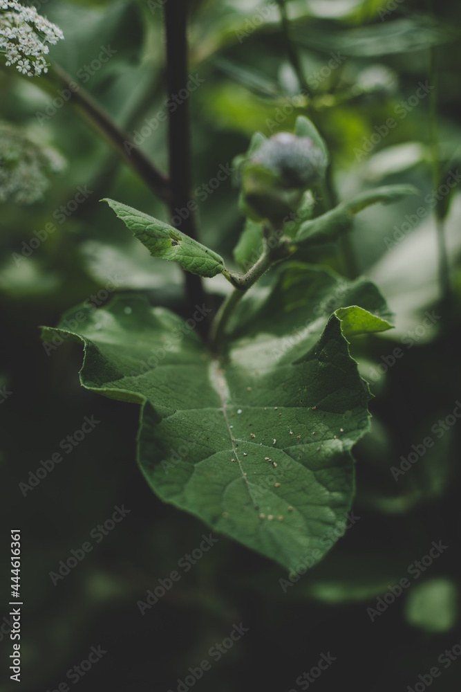 Lush green Burdock (Arctium) leaves illuminated by sun rays, light shadow play on a sunny summer day Lush green Burdock (Arctium) leaves illuminated by sun rays, light shadow play on a sunny summer day