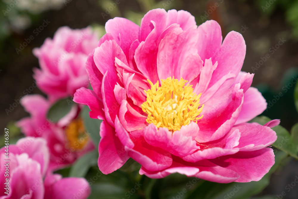 Beautiful bright pink peony flower close up. Beautiful bright pink peony flower close up.