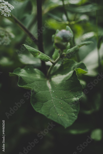 Lush green Burdock (Arctium) leaves illuminated by sun rays, light shadow play on a sunny summer day