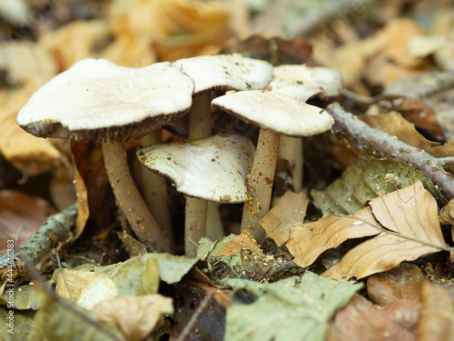 Grupo de setas blancas sobre las hojas de otoño en el Montseny, Cataluña en Octubre de 2019 photo