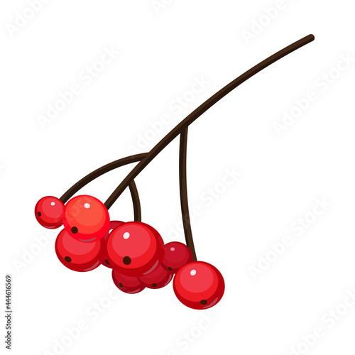 Rowan branch. Isolated Vector illustration.