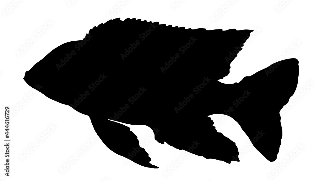 Vector silhouette of Aulonocara firefish fish. a black silhouette drawn by hand in the style of a sketch with a white background for a signboard, packaging, logo design template.fish from the aquarium