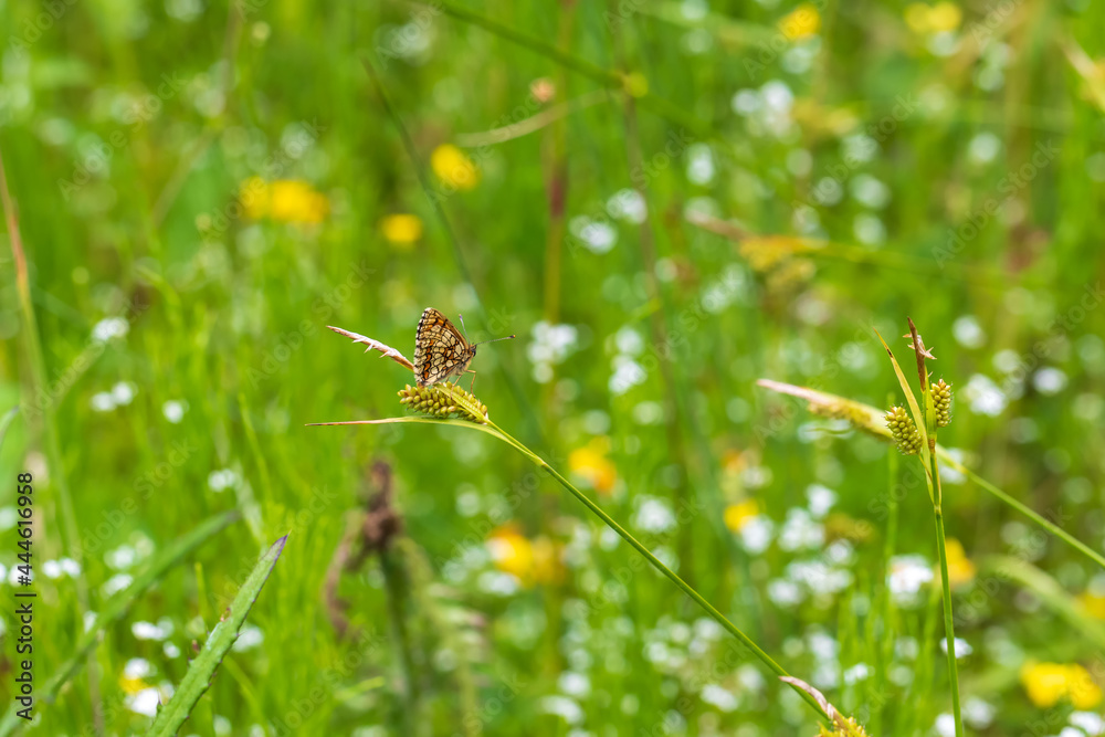Little colorful butterfly on green grass. The background is green with nice bokeh. Little colorful butterfly on green grass. The background is green with nice bokeh.