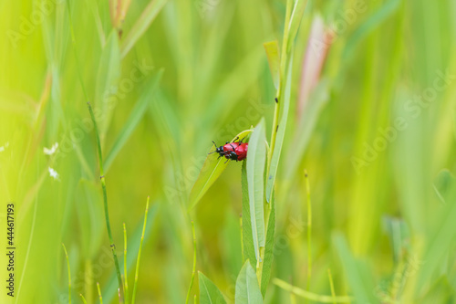 Little red beetle on a green stalk Chrysomela populi - Mandelinka photo