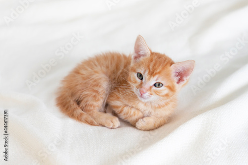 Fototapeta Naklejka Na Ścianę i Meble -  cute ginger kitten cat lying on the bed looking at the camera at home . High quality photo