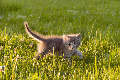 little cute gray kitten cat playing on the grass in summer. High quality photo