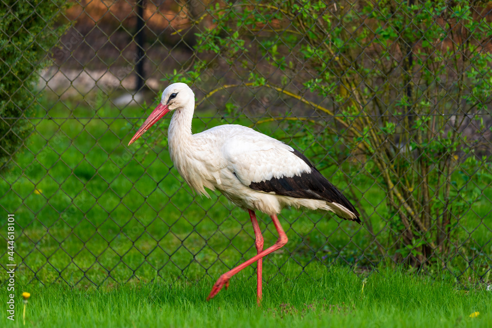 Fototapeta premium White stork walking on the grass
