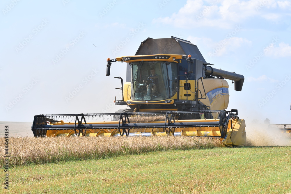 Fototapeta premium combine harvester working on the field