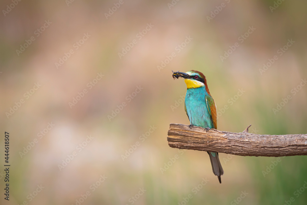 Colorful bird and its hunt. Yellow green nature background. Bird: European Bee eater. Merops apiaster. Colorful bird and its hunt. Yellow green nature background. Bird: European Bee eater. Merops apiaster.