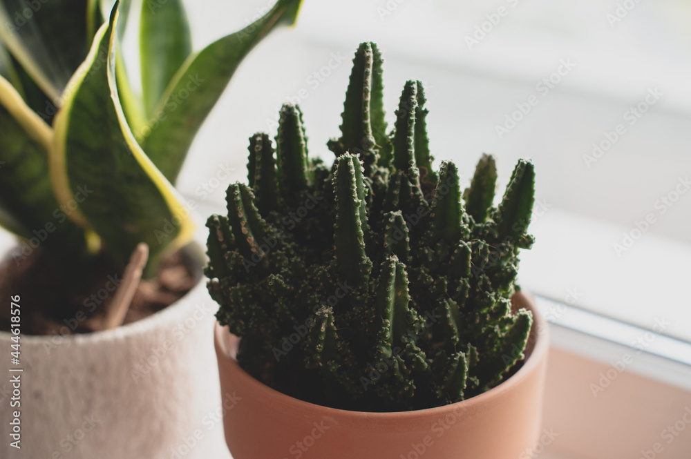 Set of the easiest houseplants you can grow. Plants on a window sill