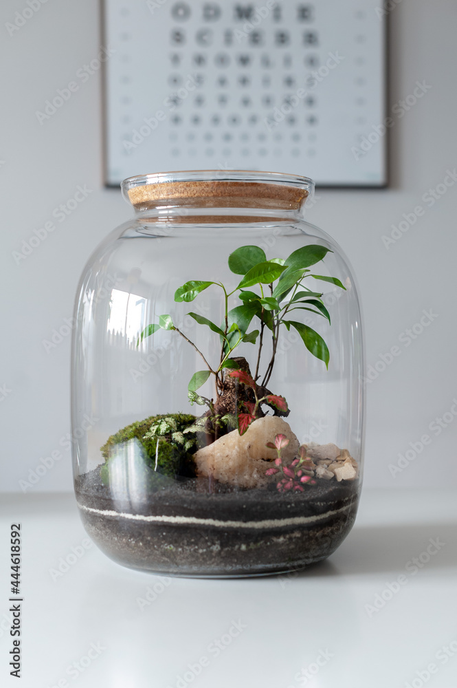 Terrarium with plants - ginseng ficus, miniature house, miniature world. A forest in glass in the company of cut flowers on the table in front of a Scandinavian poster. Minimalist interio