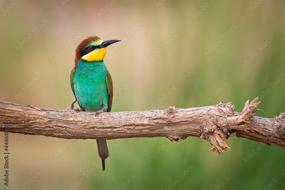 Colorful bird and its hunt. Yellow green nature background. Bird: European Bee eater. Merops apiaster. Colorful bird and its hunt. Yellow green nature background. Bird: European Bee eater. Merops apiaster.