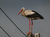 White stork (Ciconia ciconia) standing on an electric pole, Pomorskie Province, Poland
