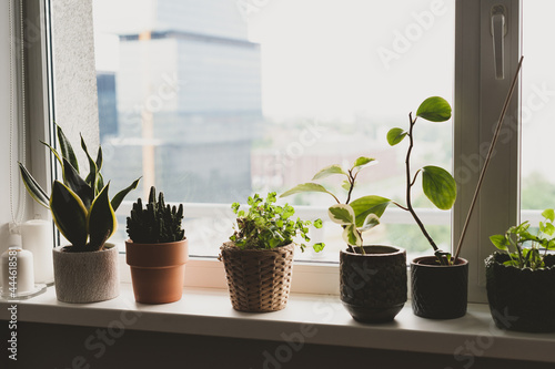 Set of the easiest houseplants you can grow. Plants on a window sill © Anna