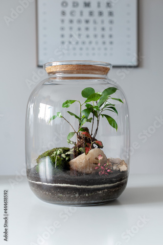 Obraz na płótnie Terrarium with plants - ginseng ficus, miniature house, miniature world. A forest in glass in the company of cut flowers on the table in front of a Scandinavian poster. Minimalist interio w salonie