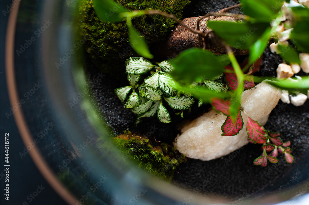Terrarium with plants - ginseng ficus, miniature house, miniature world. A forest in glass in the company of cut flowers on the table in front of a Scandinavian poster. Minimalist interio