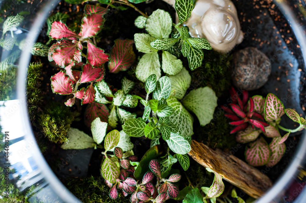 Terrarium with plants - ginseng ficus, miniature house, miniature world. A forest in glass in the company of cut flowers on the table in front of a Scandinavian poster. Minimalist interio