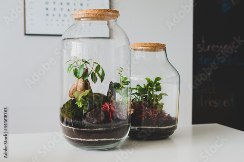 Obraz na płótnie Terrarium with plants - ginseng ficus, miniature house, miniature world. A forest in glass in the company of cut flowers on the table in front of a Scandinavian poster. Minimalist interio w salonie