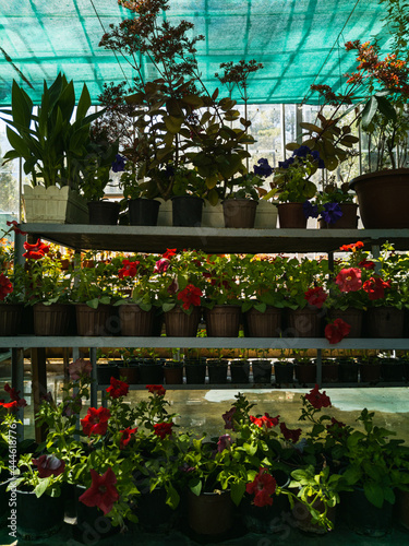 Flowers in pots are lined up on the shelves in the greenhouse