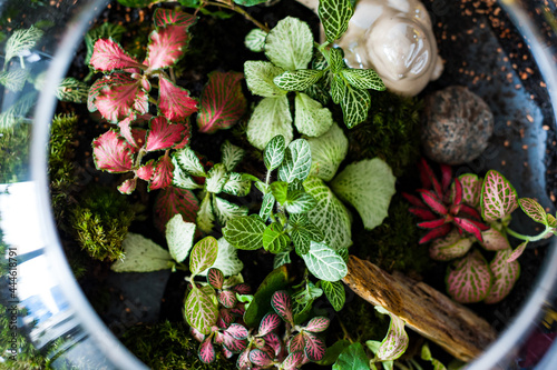 Terrarium with plants - ginseng ficus, miniature house, miniature world. A forest in glass in the company of cut flowers on the table in front of a Scandinavian poster. Minimalist interio